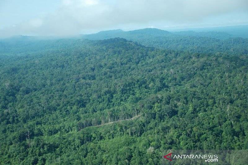Akademisi Tegaskan Jual-Beli Hutan PPKH di Barito Utara Melanggar Hukum