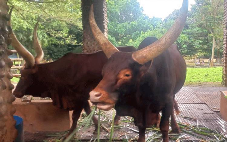 Watusi Jadi Kado Tahun Baru 2026 Bagi Pengunjung Ragunan