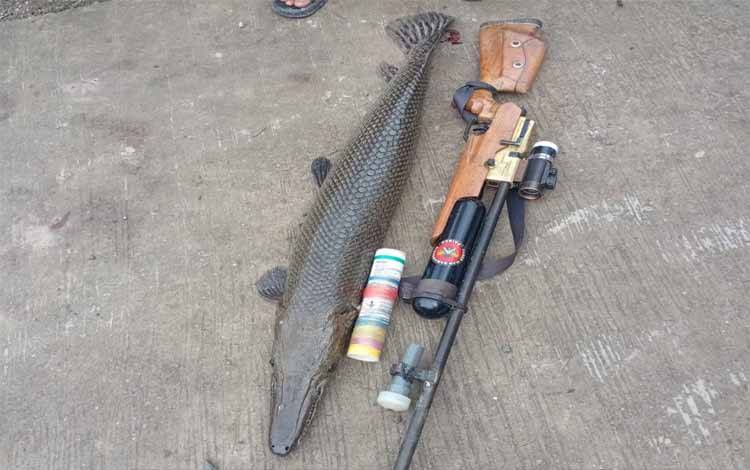 Ikan Aligator Gar yang ditemukan di kawasan Permata Irigasi Tanjung Rema Darat, Martapura, Selasa, 30 Desember 2025. (FOTO: Rescue Bjm)