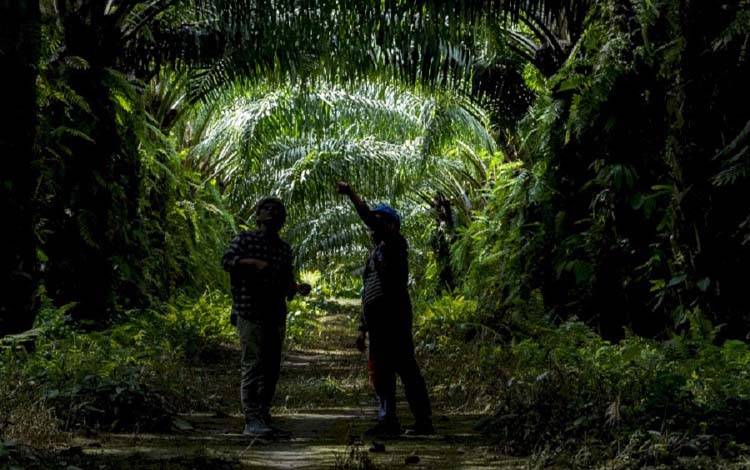 Kelapa Sawit Efisien Hemat Lahan, Kontribusi Besar Cegah Deforestasi Global
