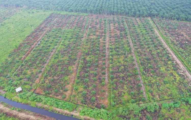 Kemenhut Lanjutkan Proses Hukum Empat Perambah Hutan Tahura OKH Jambi