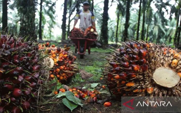 Kemendag: Permintaan Turun Sebabkan Harga CPO Melemah