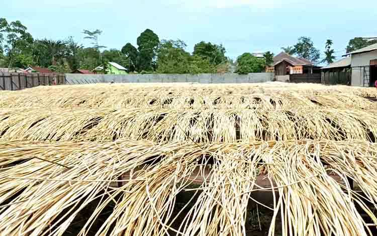 Harga Rotan di Kotim Naik Imbas Musim Durian dan Buah Lokal