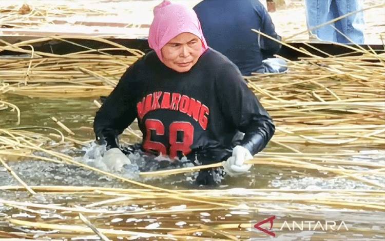 Harga Rotan di Kotim Naik Imbas Musim Durian