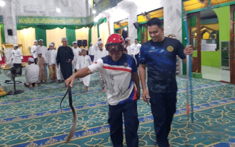 Damkar Kobar Evakuasi Ular Masuk Masjid