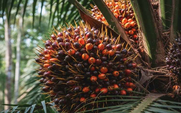 Dinas Perkebunan Kalteng Tetapkan Harga TBS Rp3.358 per Kilogram