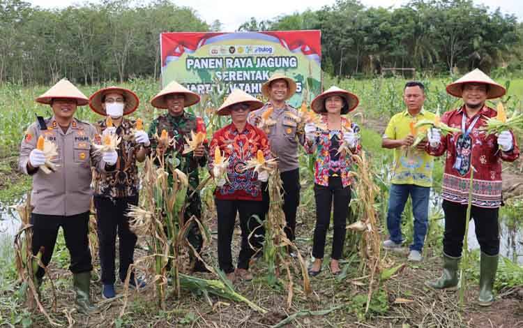 Panen Raya Jagung di Kapuas, Stok Jagung ke Bulog Lampaui Kapasitas Gudang