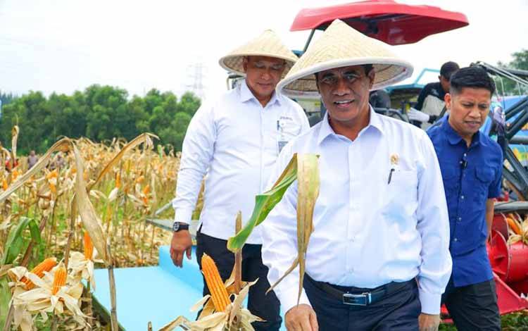 Pemerintah Dorong Bulog Ekspor Jagung saat Produksi Alami Surplus