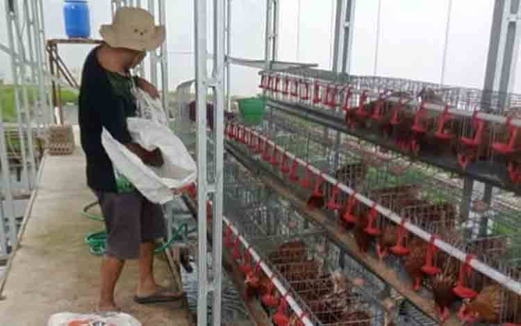 Pembinaan Produktif, Rutan Kuala Kapuas Tuai Hasil Panen Telur Ayam Petelur