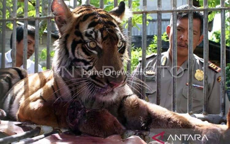 BPBD Evakuasi Potongan Tubuh Warga Diduga Korban Serangan Harimau
