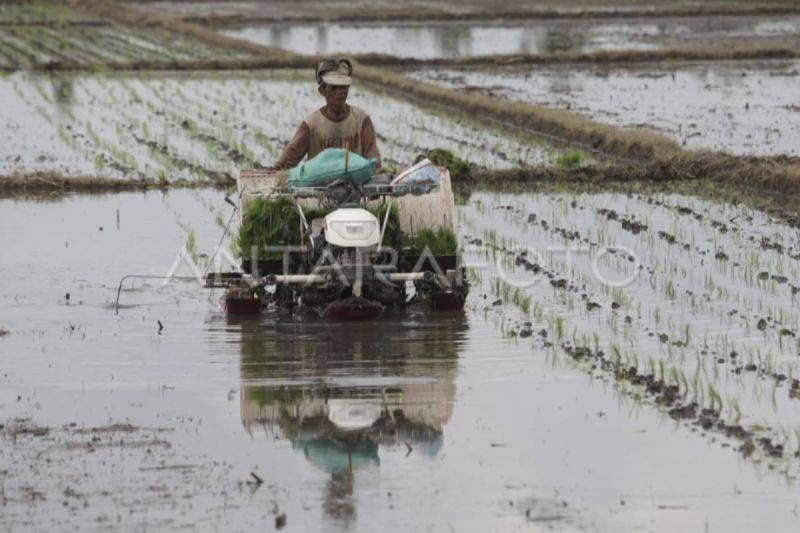 Pemkab Kotim Optimistis Tuntaskan Cetak Sawah 733 Hektare dalam Tiga Bulan