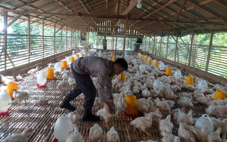 Kekurangan 3 Ribu Ekor Ayam Ras per Hari di Palangka Raya Picu Harga Tembus Rp45 Ribu per Kg