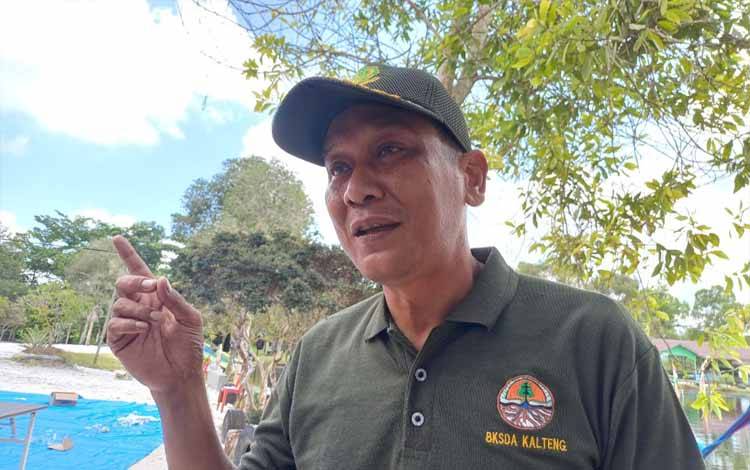 BKSDA Sampit Catat Tiga Laporan Kemunculan Orangutan di Kotim Awal 2026