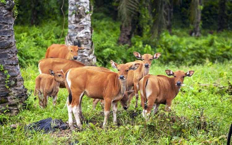 Kelapa Sawit Bukan Komoditas Monokultur Terluas, Justru Berkontribusi pada Pelestarian Biodiversitas