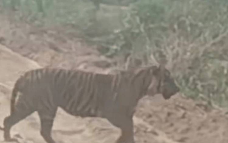 BBKSDA Giring Anak Harimau di Pelalawan Masuk ke Kawasan Hutan