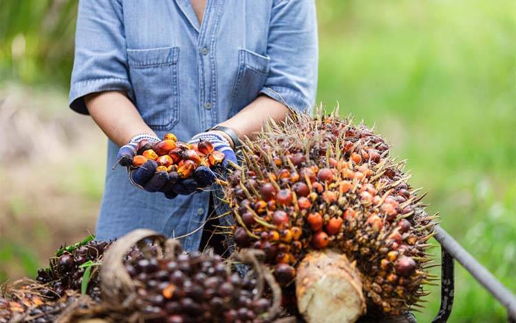 Produksi Kelapa Sawit Kotawaringin Timur Kuasai 26,68 Persen Total Produksi Kalteng