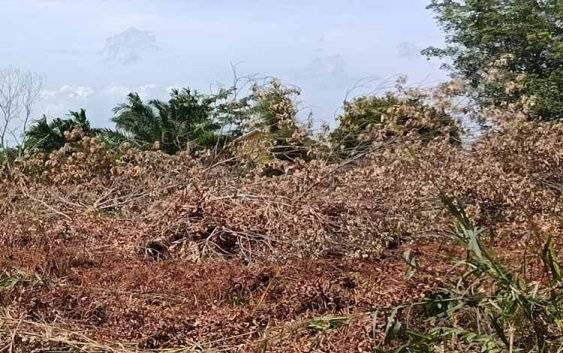 Perlindungan Lingkungan Harus Diutamakan dari Kepentingan Ekonomi Jangka Pendek, DPRD Pantau Ketaatan Pemerintah