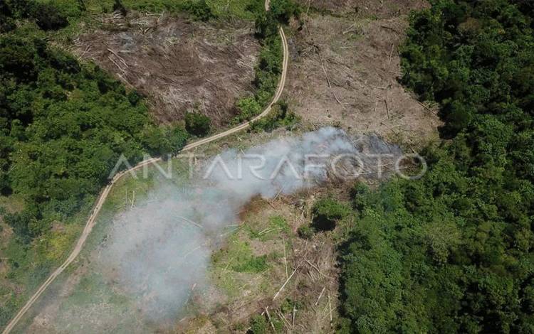 Tani Merdeka Dukung Presiden Cabut izin 28 Perusahaan Perusak Hutan