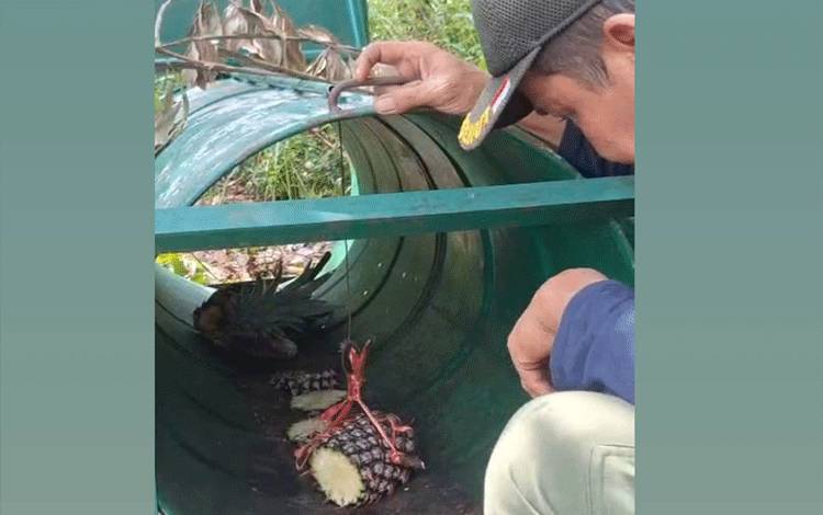 Beruang di Permukiman Baamang Kotim Tak Muncul Usai Pemasangan Perangkap