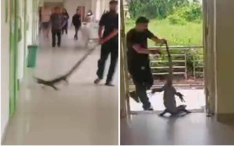 Biawak Masuk RSUD dr Murjani Sampit Hebohkan Pengunjung
