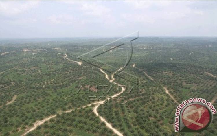 Pakar: Penertiban Kawasan Hutan Perlu Selaras Kepastian Hukum HGU