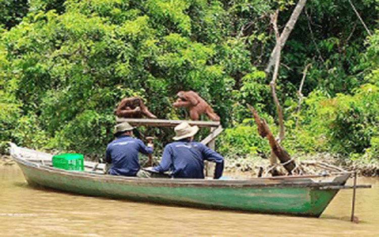 Pemutakhiran Data Orangutan Kalteng Digelar di Palangka Raya, BKSDA Libatkan Perusahaan dan Tenaga Teknis