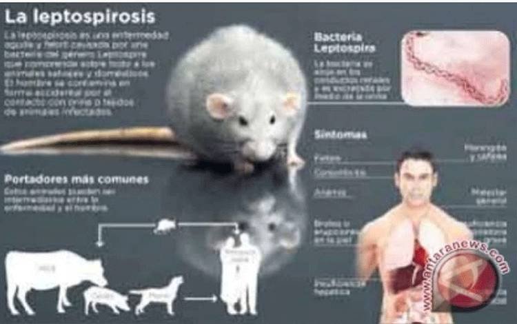 Dokter: Demam Tinggi Mendadak dan Menggigil Gejala Leptospirosis