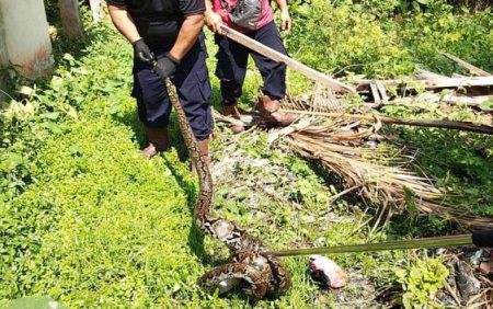 Disdamkarmat Palangka Raya Evakuasi Ular Piton 4 Meter Memangsa Ayam Warga