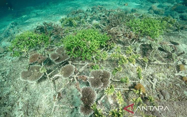 Pemerintah Genjot Konservasi Terumbu Karang Melalui Pengalihan Utang