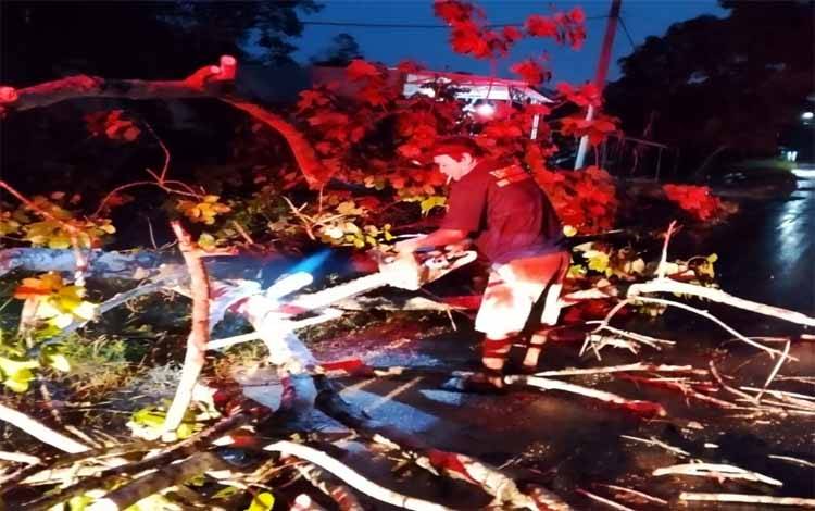 Angin Kencang Disertai Petir, Satpol PP dan Damkar Pulang Pisau Evakuasi Pohon Tumbang