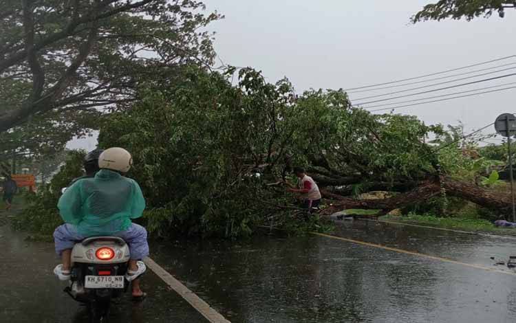Akses Jalan di Perbatasan Kalteng-Kalsel Terputus Akibat Pohon Tumbang