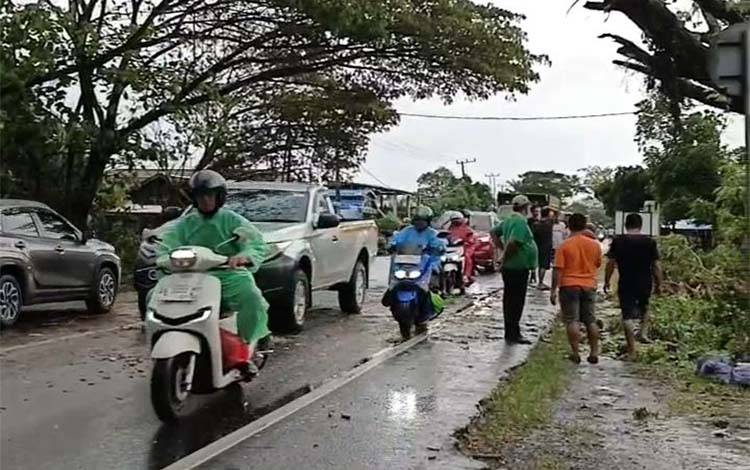 Pohon Tumbang di Trans Kalimantan Km 20 Anjir Berhasil Dievakuasi, Arus Lalu Lintas Kembali Lancar