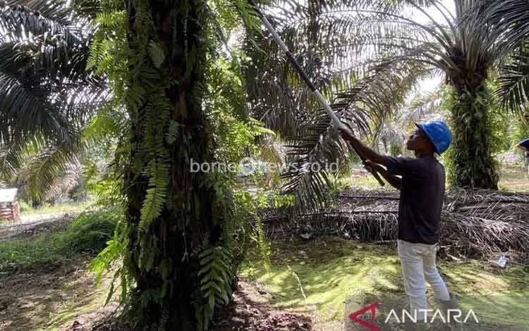 Sawit Dipuji Presiden, POPSI Minta Perlindungan Nyata dan Adil bagi Petani