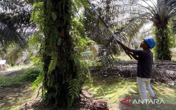 Seorang petani memanen kelapa sawit di kebun kemitraan PT Sukses Karya Mandiri di Desa Laman Baru, Kabupaten Sukamara, Kalimantan Tengah. ANTARA/Shofi Ayudiana/am.