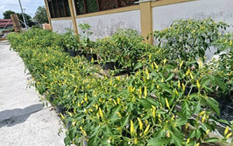 DPRD Palangka Raya Dorong Distribusi Bibit Cabai Rutin hingga Lapisan Masyarakat