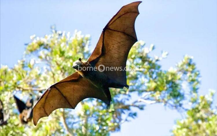 Belum Ada Kasus Virus Nipah di Kalteng, ini Imbauan Kadinkes untuk Masyarakat