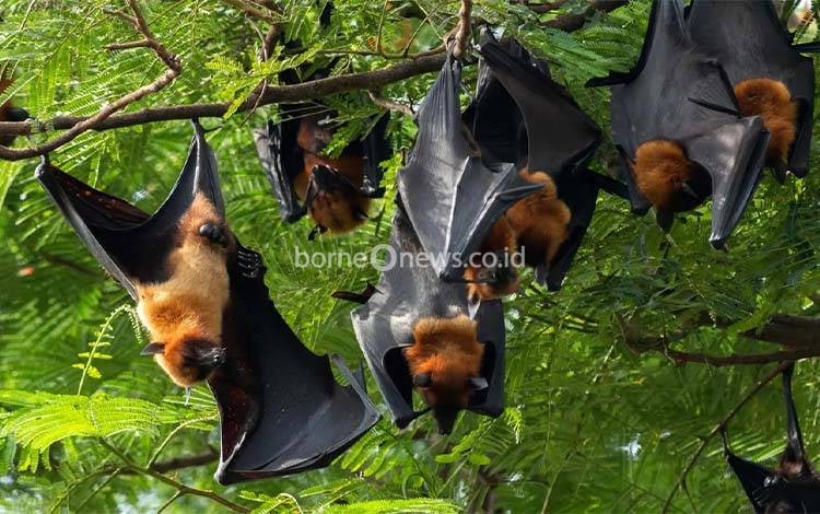 Kelelawar buah. Dinkes Kalteng menegaskan pedoman kemenkes 2021 sebagai acuan penting dalam menanggulangi potensi virus Nipah. (FOTO: AYOSEHATKEMENKES)