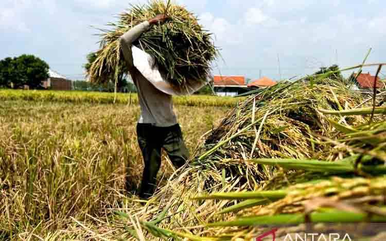 Kementan Perkuat AUTP Jaga Produksi Padi dan Lindungi Petani