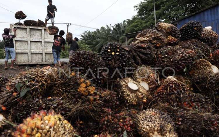 Kotim Gandeng Solidaridad, Perkuat Daya Saing Petani Sawit Mandiri