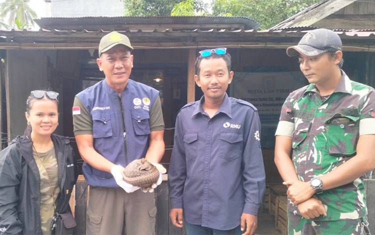 Warga Desa Hantipan Kotim Temukan Anak Trenggiling di Kebun Sawit