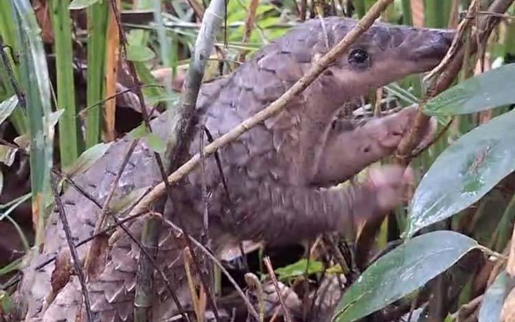 Trenggiling temuan warga Desa Hantipan dilepasliarkan ke habitat alaminya. (FOTO: BKSDA Pos Sampit)