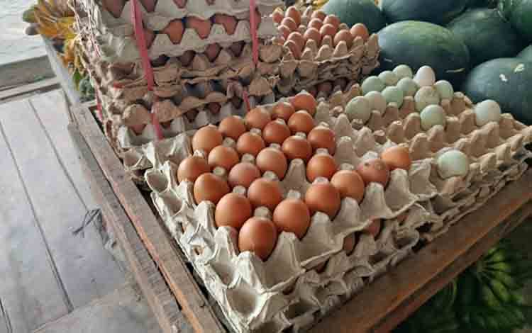 Ketersediaan Telur Ayam Aman Jelang Ramadan hingga Lebaran 2026
