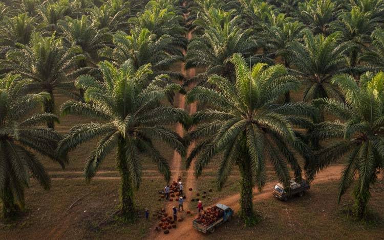 Kades Satiung Kotim Beberkan Fakta Koperasi Sejahtera Bersama Satiung Baru Dibentuk Usai Satgas PKH Turun