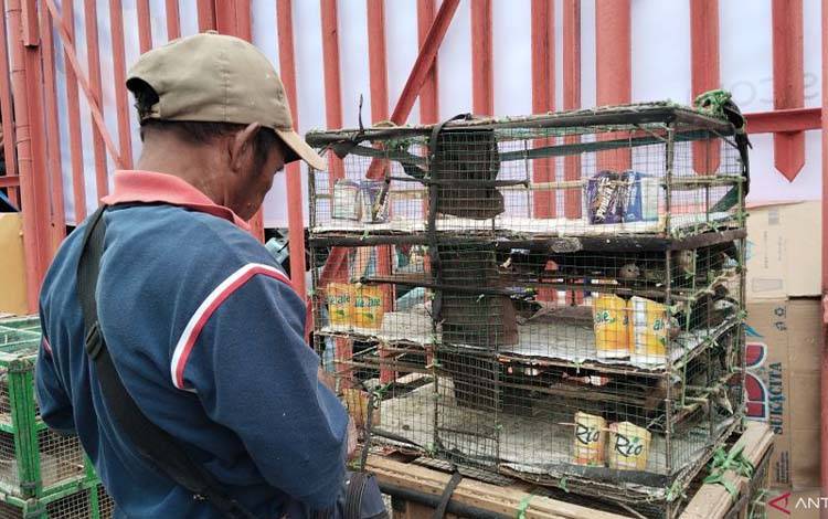 Pedagang Burung Pipit ini Raup Omzet Puluhan Juta Rupiah Saat Imlek