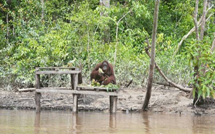 Wisata Pulau Kaja Palangka Raya: Nikmati Penampakan Orang utan dari Jarak Aman