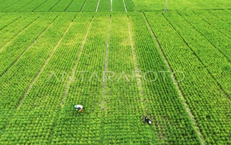 Diskeptan Sukamara: Program Cetak Sawah Rakyat Dimulai untuk 339 Ha