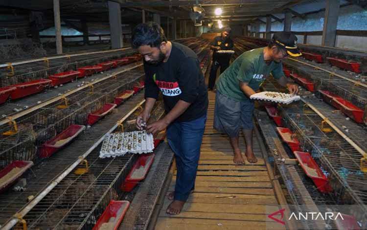 BGN: Bahan Baku untuk SPPG Tidak Boleh Didominasi Satu Pemasok