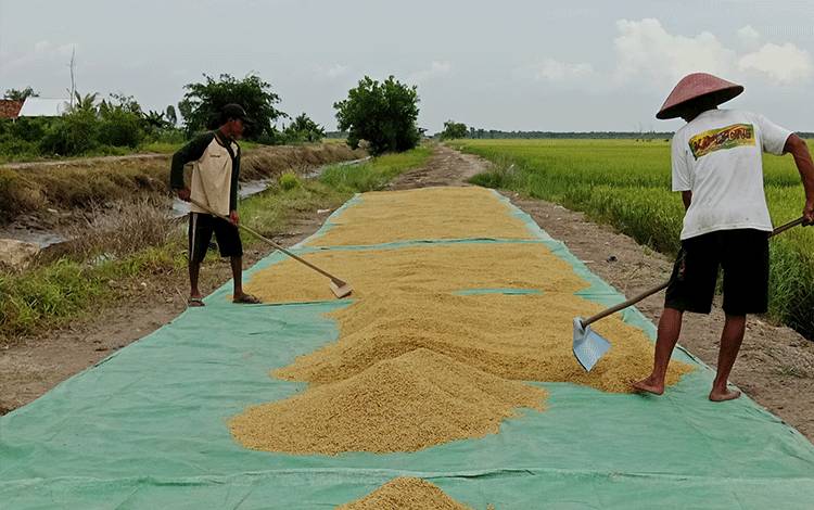 Perum Bulog Kotim Naikkan Target Penyerapan Gabah Tahun 2026 Jadi 16.000 Ton