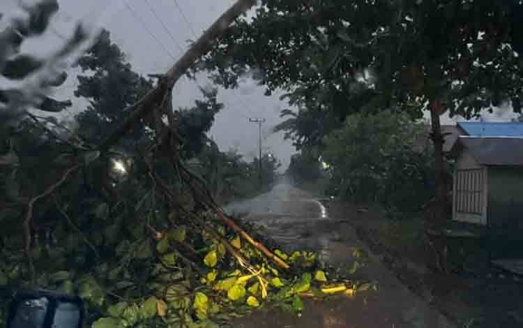 Angin Kencang Disertai Hujan Tumbangkan Pohon di Jalan Poros Palingkau