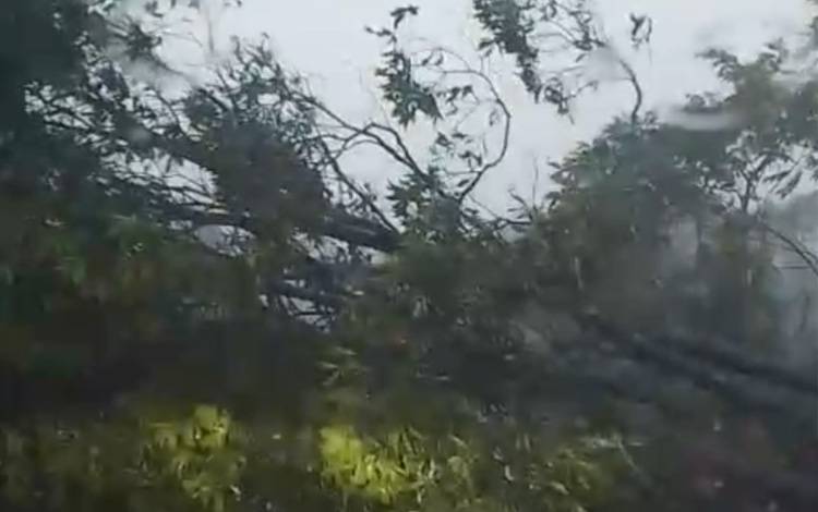 Cuaca Buruk di Kapuas Barat, Jalan Menuju Feri Mandomai Tertutup Pohon Tumbang